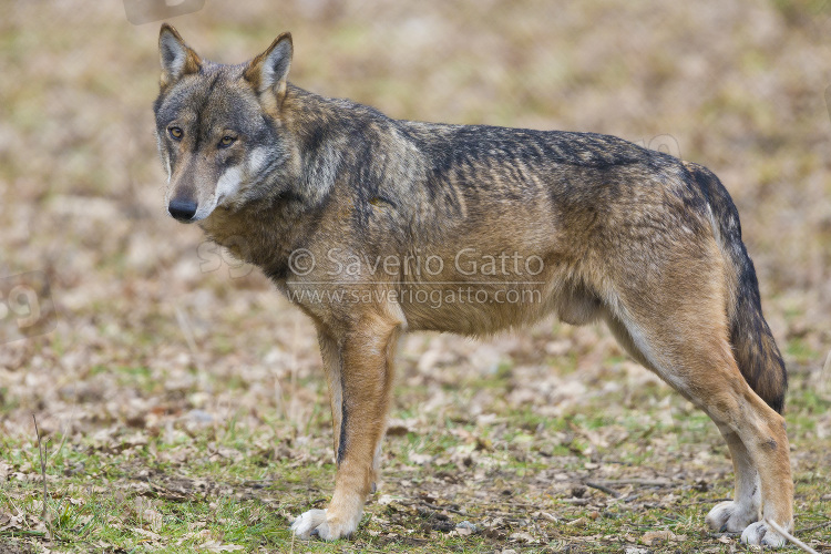 Italian Wolf (5339), Preview of High Resolution Photo by S. Gatto ©