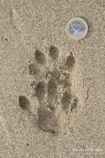Impronte di lontra