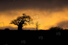 Baobab all'aba