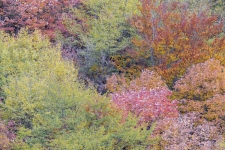 Alberi in autunno