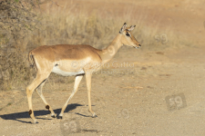 Impala