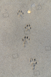 Impronte di Lontra