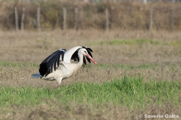 White Stork