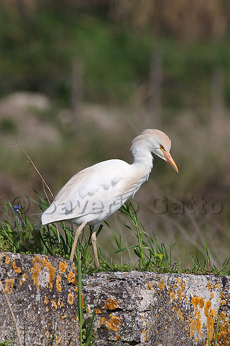 Cattle Egret