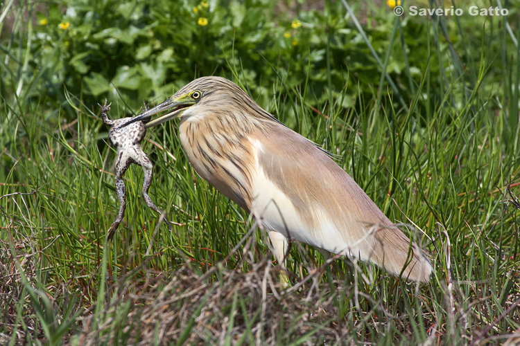 Squacco Heron