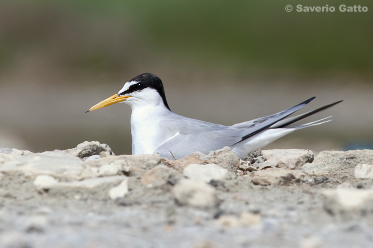 Little Tern