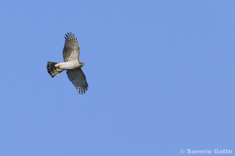 Sparrowhawk