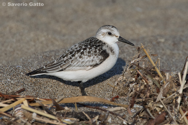 Sanderling