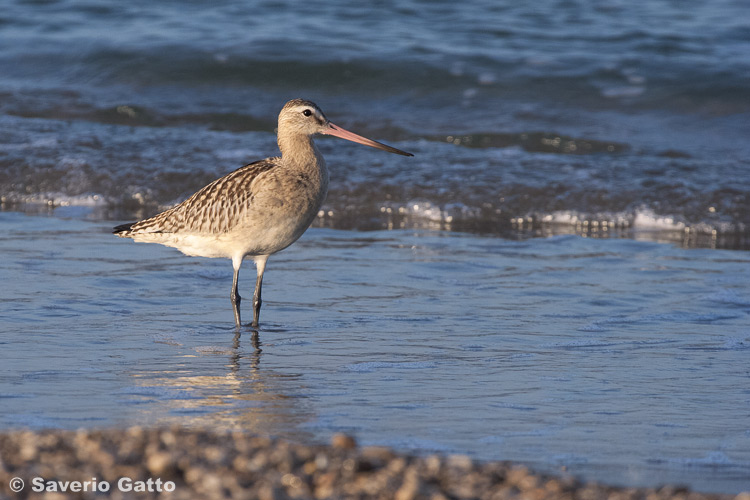 Bar-tailed Godwit