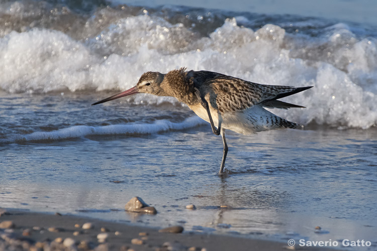 Bar-tailed Godwit