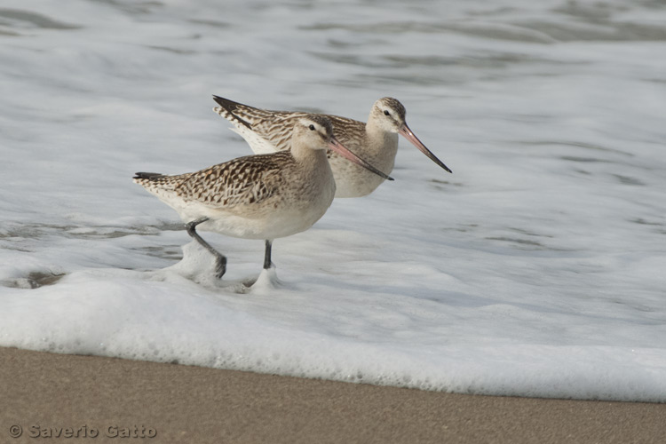 Bar-tailed Godwit