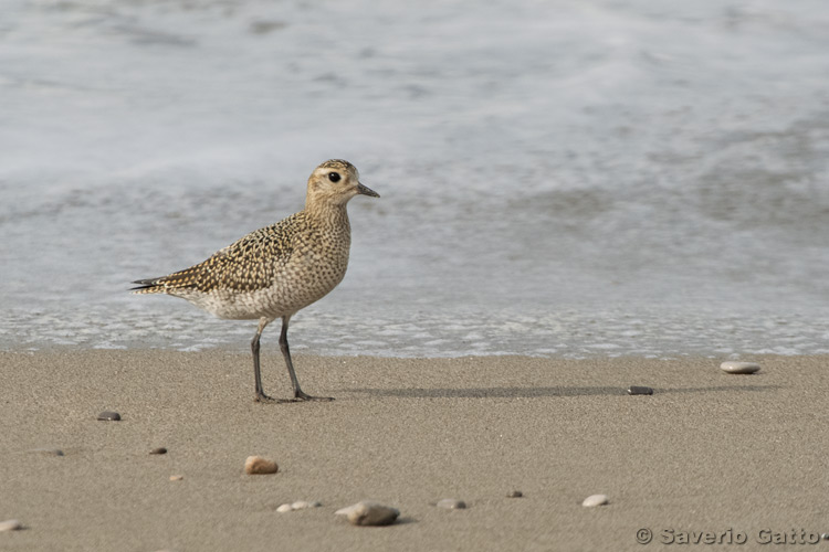 European Golden Plover