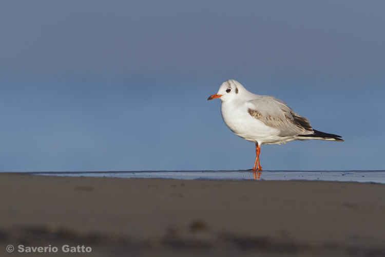 Gabbiano comune