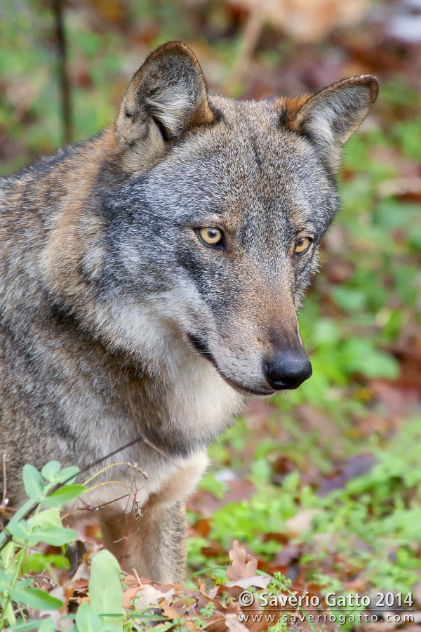 Italian Wolf