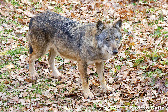 Italian Wolf