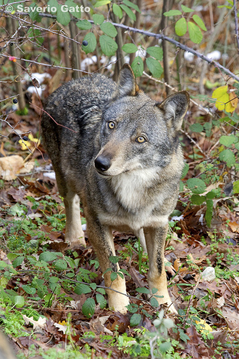 Italian Wolf