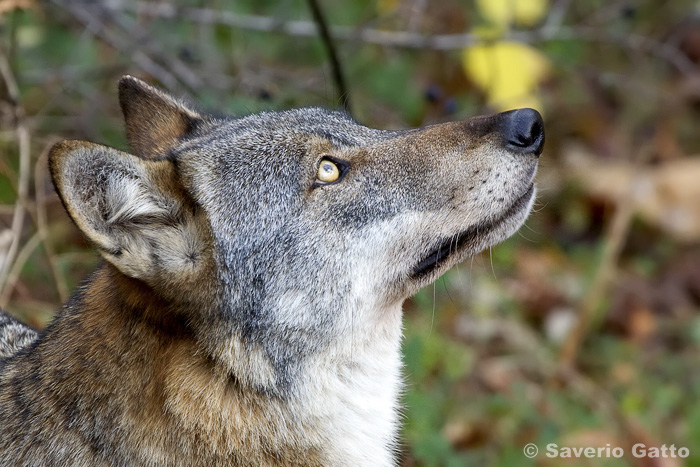 Italian Wolf