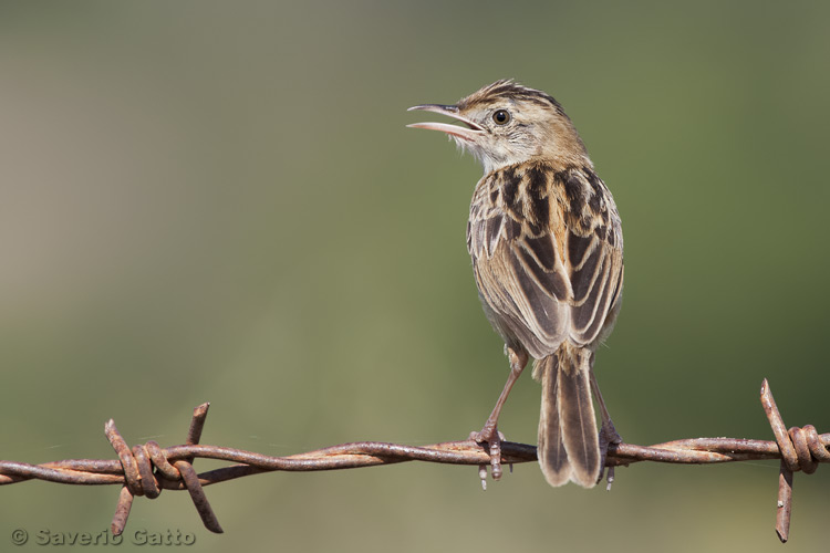 Zitting Cisticola