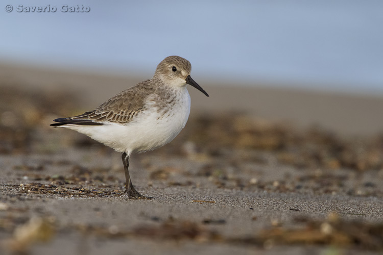 Dunlin