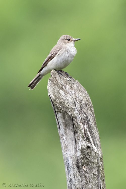 Spotted Flycatcher