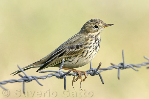 Meadow pipit