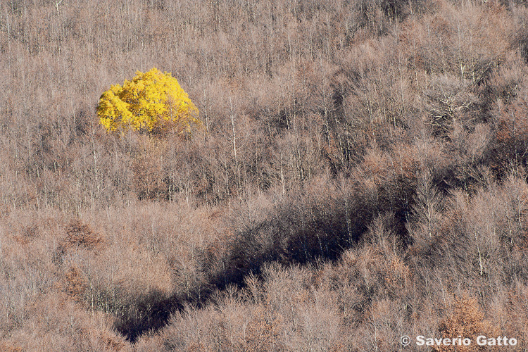 Beeches