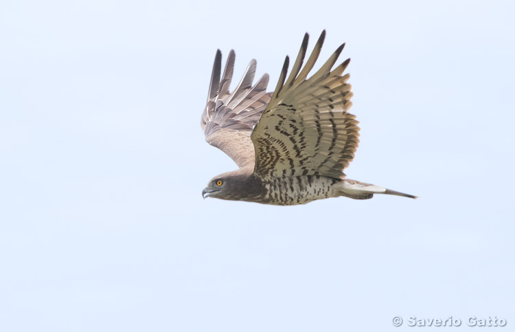 Short-toed Eagle