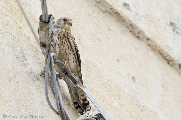 Lesser Kestrel