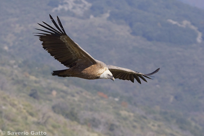 Griffon vulture