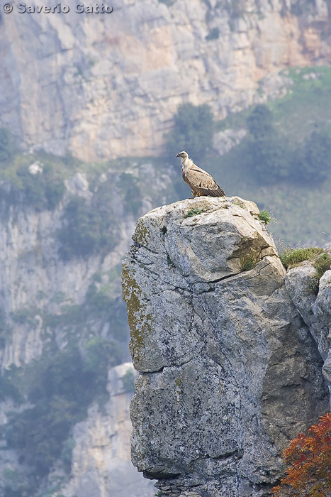 Griffon vulture