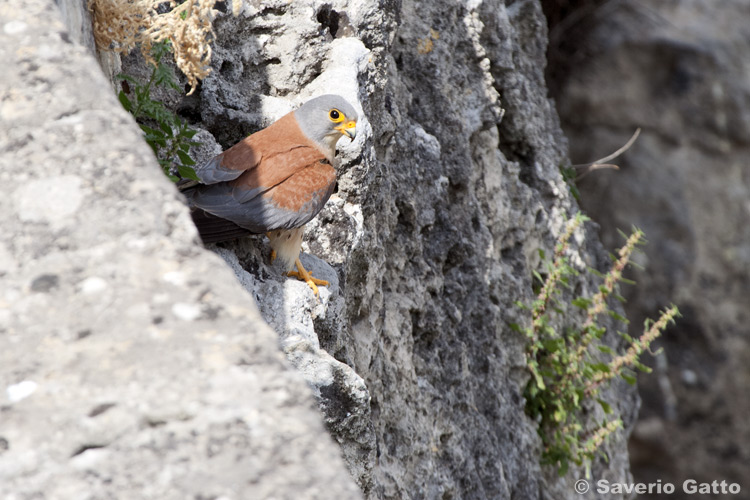 Lesser Kestrel