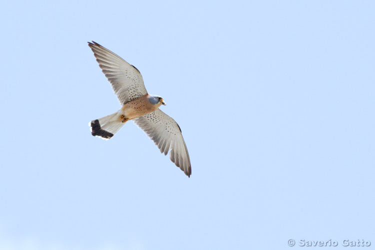 Lesser Kestrel