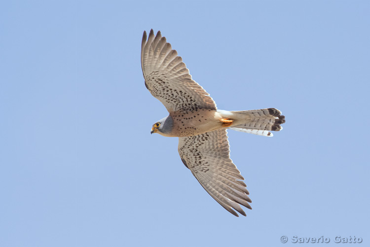 Lesser kestrel