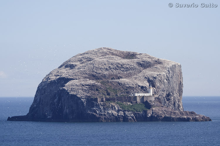 Bass Rock - Scozia