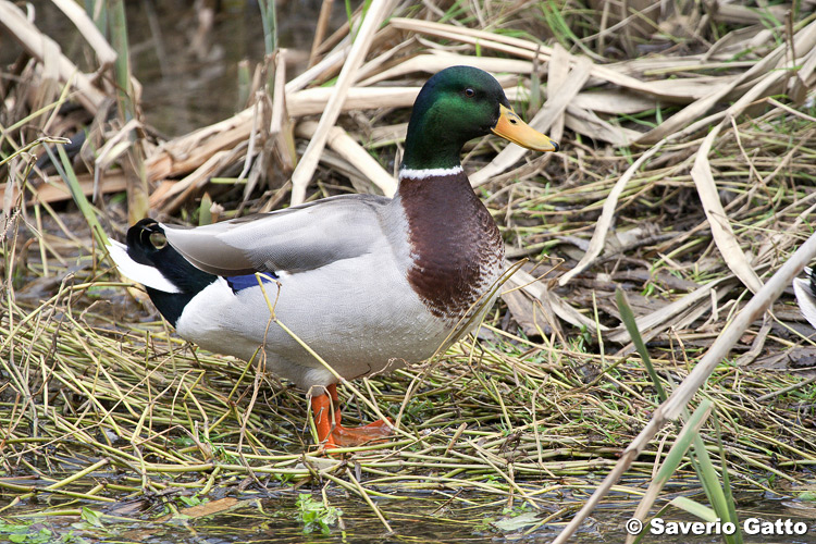 Mallard