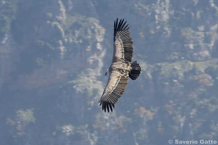 Griffon Vulture