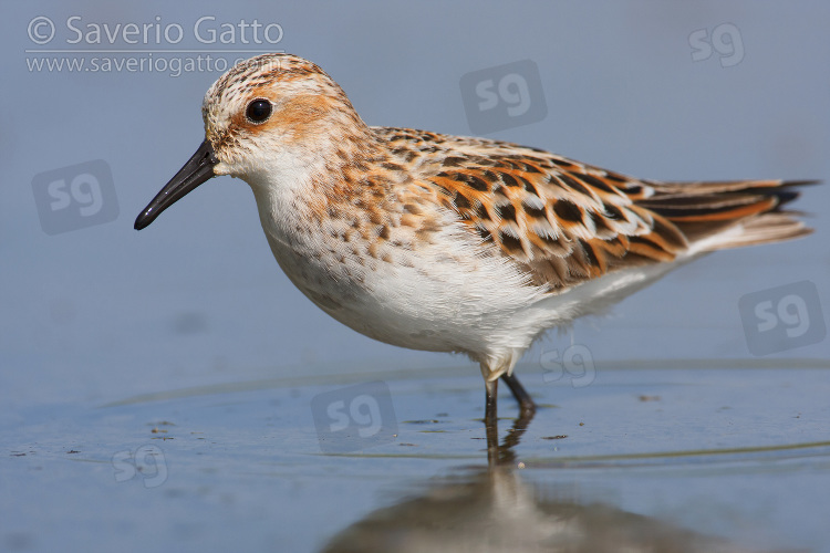 Little Stint