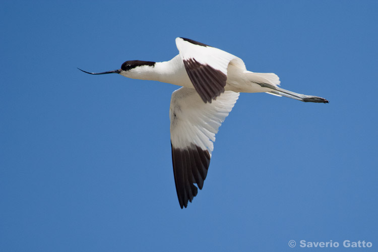 Pied Avocet