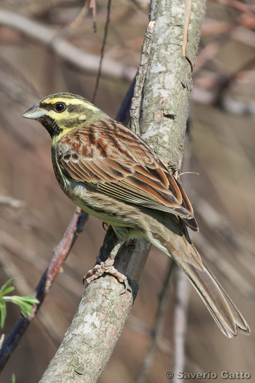 Cirl Bunting