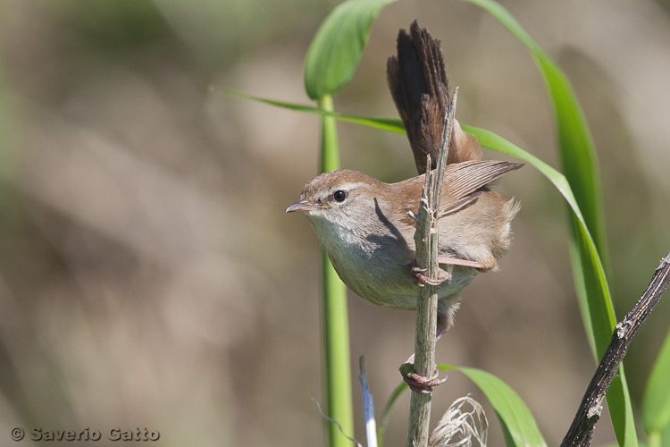 Cetti's Warbler