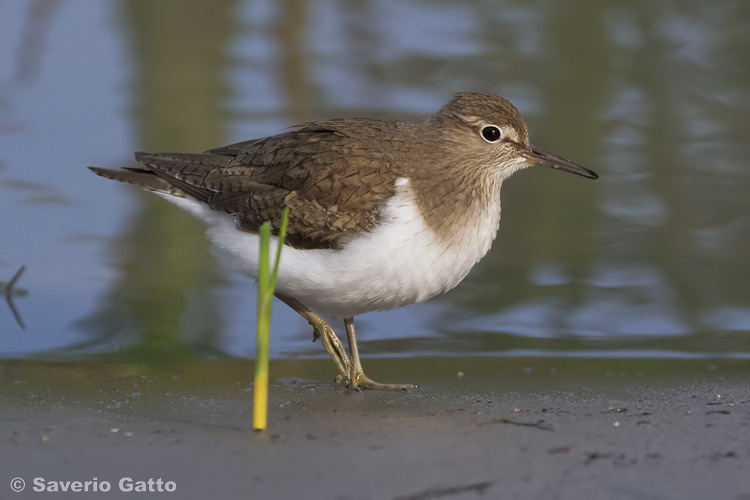 Common Sandpiper