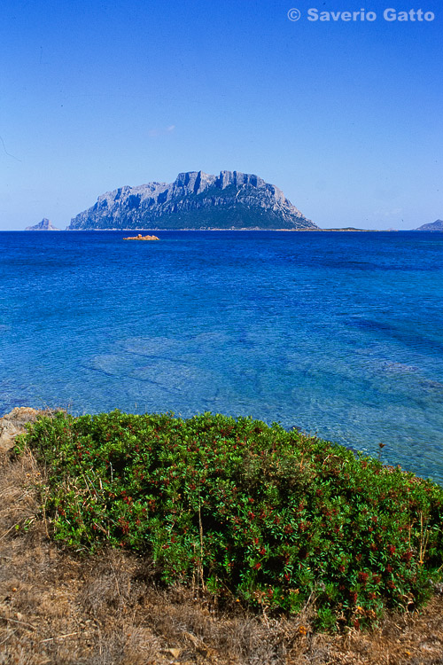 Tavolara Island