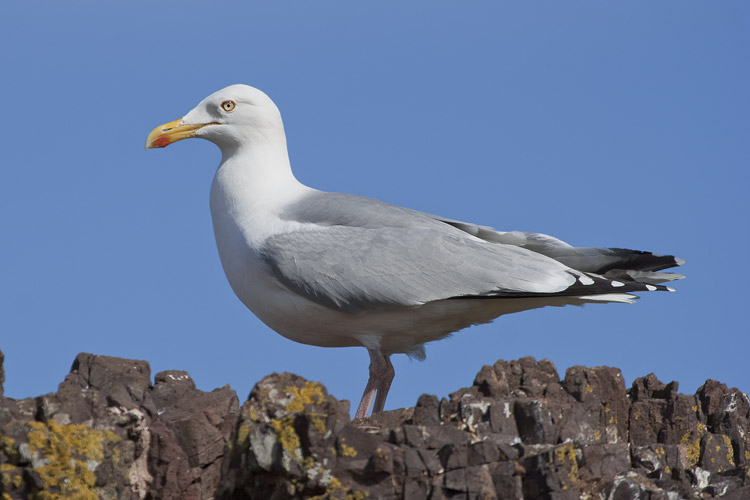 Herring Gull