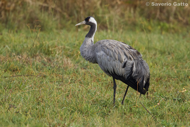 Common crane