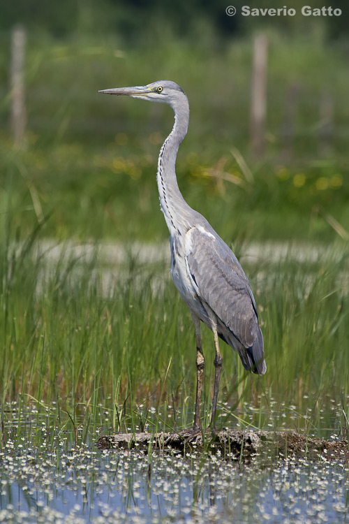 Grey Heron