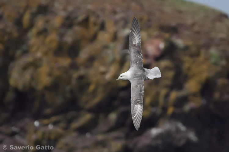 Northern Fulmar