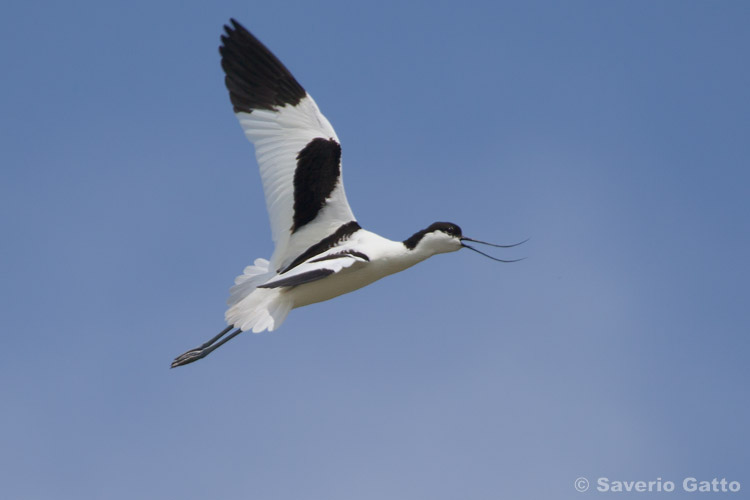 Pied Avocet