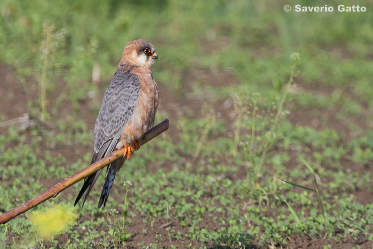 Red-footed Falcon