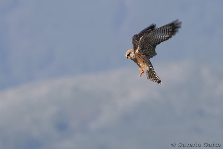 Red-footed Falcon