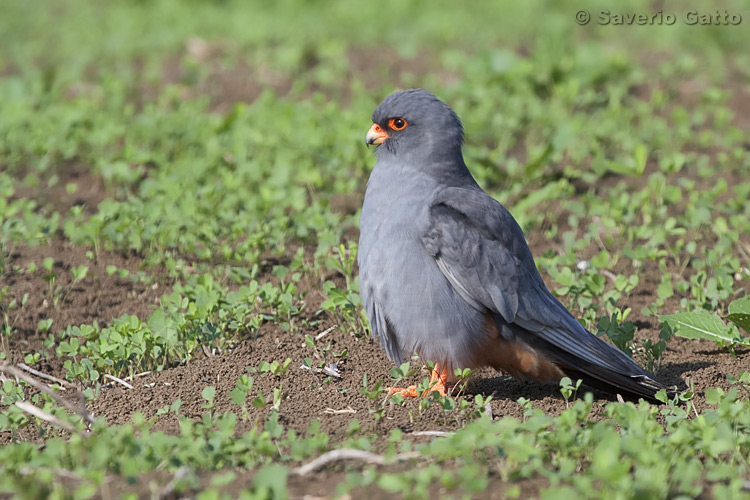 Red-footed Falcon